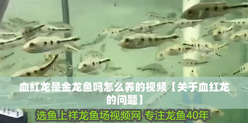 血紅龍是金龍魚嗎怎么養的視頻【關于血紅龍的問題】