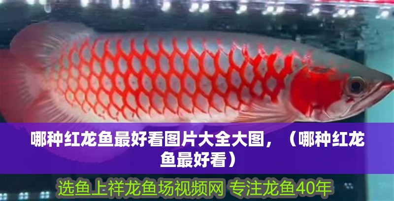 哪種紅龍魚最好看圖片大全大圖，（哪種紅龍魚最好看）