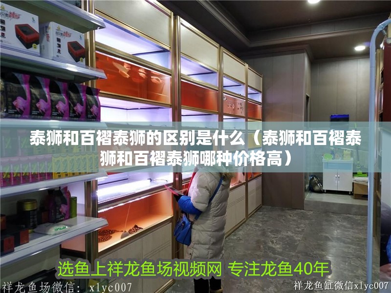 泰獅和百褶泰獅的區別是什么（泰獅和百褶泰獅和百褶泰獅哪種價格高）