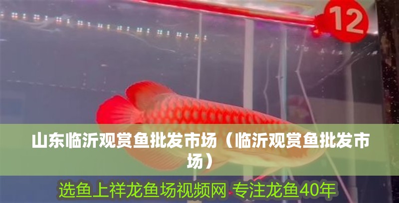 山東臨沂觀賞魚批發市場（臨沂觀賞魚批發市場）