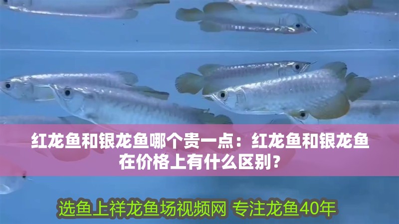 紅龍魚和銀龍魚哪個貴一點：紅龍魚和銀龍魚在價格上有什么區別？