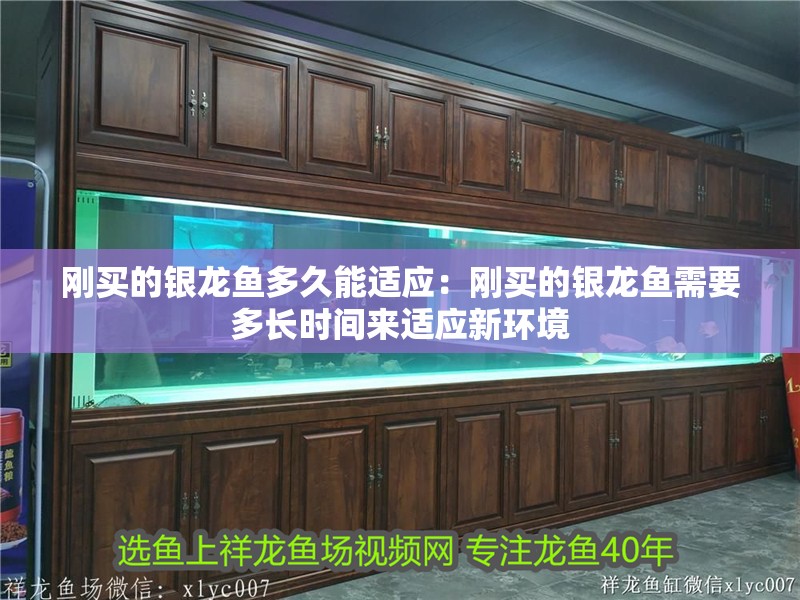 剛買的銀龍魚多久能適應：剛買的銀龍魚需要多長時間來適應新環境