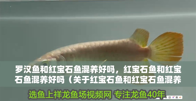 羅漢魚和紅寶石魚混養好嗎，紅寶石魚和紅寶石魚混養好嗎（關于紅寶石魚和紅寶石魚混養的問題）