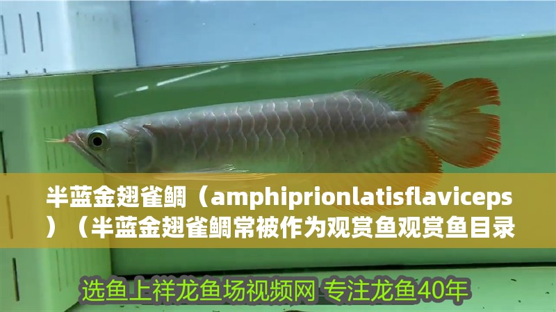 半藍金翅雀鯛（amphiprionlatisflaviceps）（半藍金翅雀鯛常被作為觀賞魚觀賞魚目錄一覽）