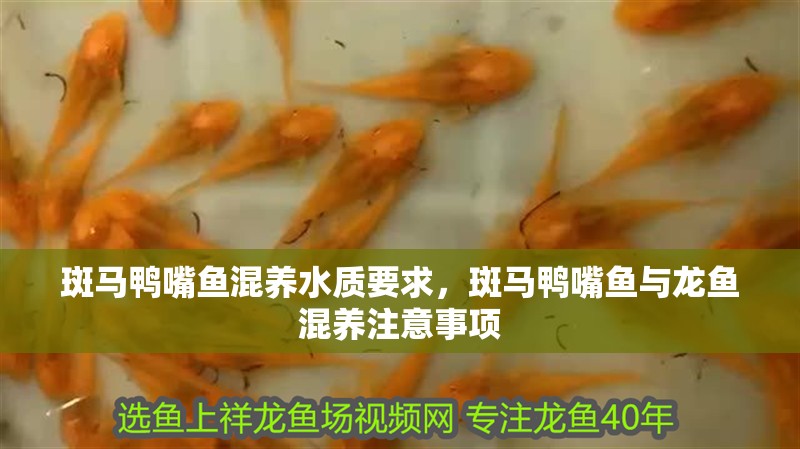 斑馬鴨嘴魚(yú)混養(yǎng)水質(zhì)要求，斑馬鴨嘴魚(yú)與龍魚(yú)混養(yǎng)注意事項(xiàng)