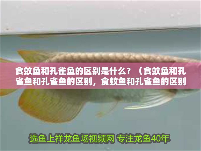 食蚊魚和孔雀魚的區別是什么？（食蚊魚和孔雀魚和孔雀魚的區別，食蚊魚和孔雀魚的區別）