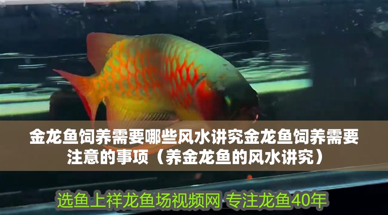 金龍魚飼養需要哪些風水講究金龍魚飼養需要注意的事項（養金龍魚的風水講究）