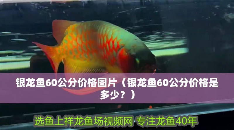 銀龍魚60公分價格圖片（銀龍魚60公分價格是多少？）
