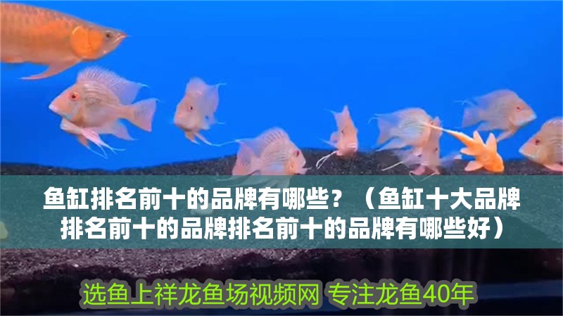 魚缸排名前十的品牌有哪些？（魚缸十大品牌排名前十的品牌排名前十的品牌有哪些好）