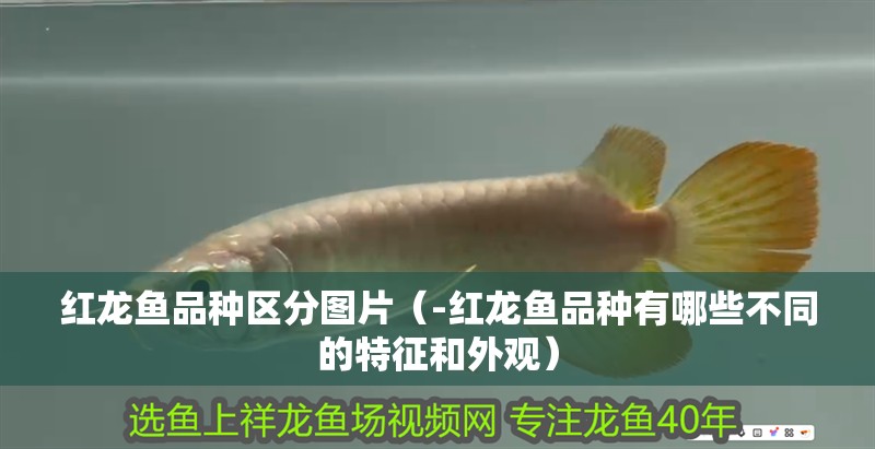 紅龍魚品種區分圖片（-紅龍魚品種有哪些不同的特征和外觀）