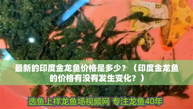 最新的印度金龍魚(yú)價(jià)格是多少？（印度金龍魚(yú)的價(jià)格有沒(méi)有發(fā)生變化？） 最新的印度金龍魚(yú)價(jià)格是多少？（印度金龍魚(yú)的價(jià)格有沒(méi)有發(fā)生變化？） 觀賞魚(yú)百科 第2張