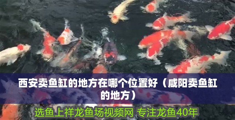 西安賣魚缸的地方在哪個(gè)位置好（咸陽賣魚缸的地方）