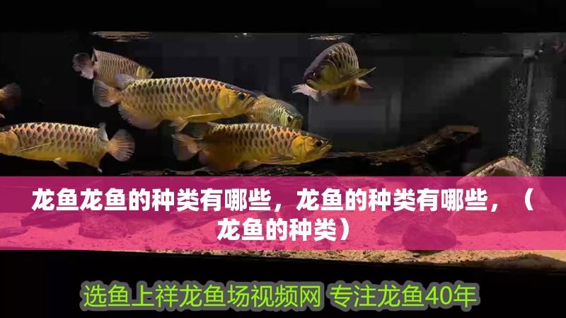 龍魚龍魚的種類有哪些，龍魚的種類有哪些，（龍魚的種類）
