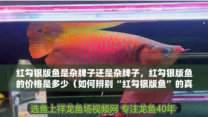 紅勾銀版魚是雜牌子還是雜牌子，紅勾銀版魚的價格是多少（如何辨別“紅勾銀版魚”的真假？）