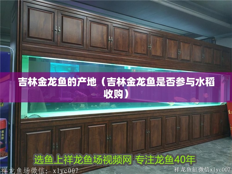 吉林金龍魚的產地（吉林金龍魚是否參與水稻收購） 吉林金龍魚的產地（吉林金龍魚是否參與水稻收購） 觀賞魚百科 第2張