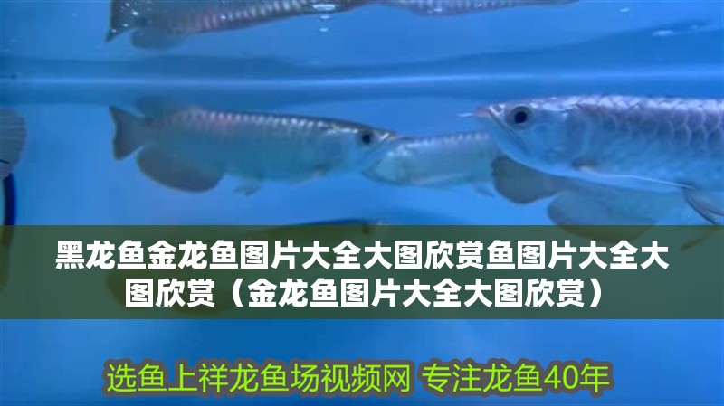 黑龍魚(yú)金龍魚(yú)圖片大全大圖欣賞魚(yú)圖片大全大圖欣賞（金龍魚(yú)圖片大全大圖欣賞）