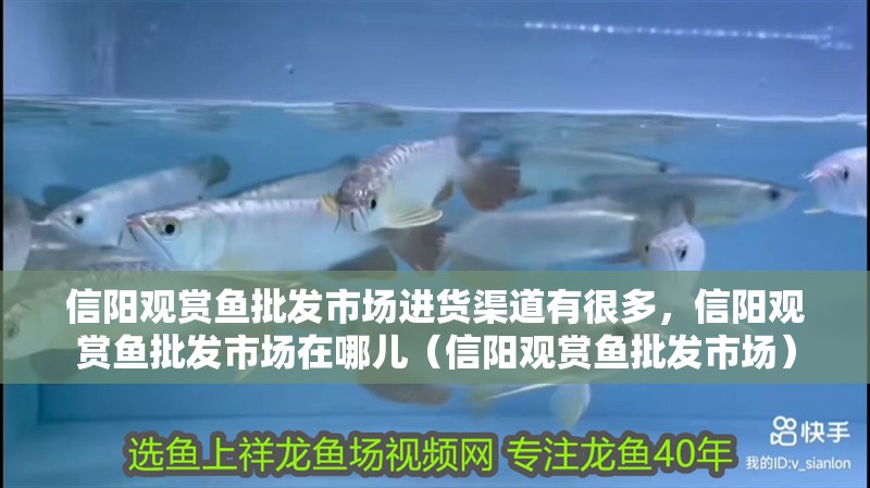 信陽觀賞魚批發(fā)市場進貨渠道有很多，信陽觀賞魚批發(fā)市場在哪兒（信陽觀賞魚批發(fā)市場）
