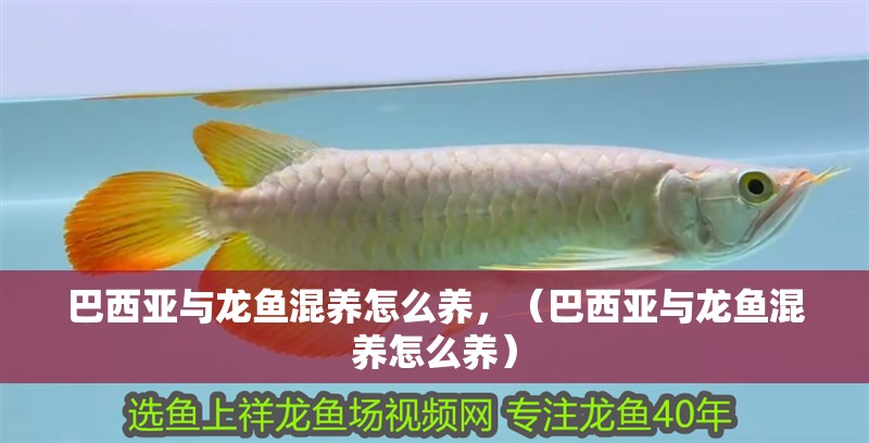 巴西亞與龍魚混養(yǎng)怎么養(yǎng)，（巴西亞與龍魚混養(yǎng)怎么養(yǎng)）