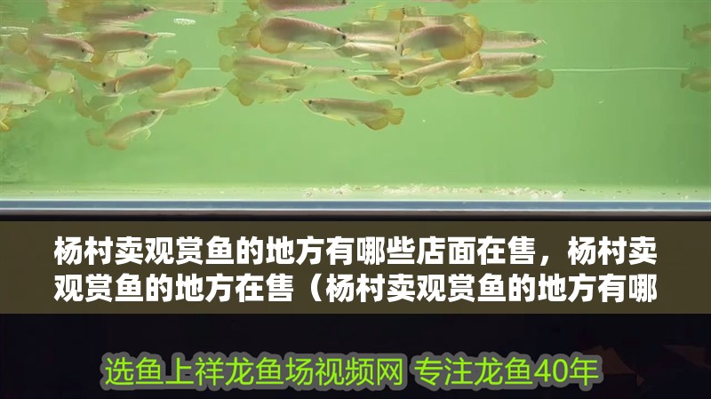 楊村賣觀賞魚的地方有哪些店面在售,楊村賣觀賞魚的地方在售(楊村賣觀賞魚的地方有哪些店面在售) 觀賞魚百科 第2張 楊村賣觀賞魚的地方有哪些店面在售,楊村賣觀賞魚的地方在售(楊村賣觀賞魚的地方有哪些店面在售) 楊村賣觀賞魚的地方有哪些店面在售,楊村賣觀賞魚的地方在售(楊村賣觀賞魚的地方有哪些店面在售) 觀賞魚百科 第2張