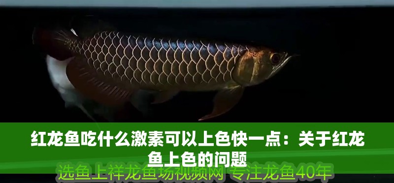 紅龍魚吃什么激素可以上色快一點：關(guān)于紅龍魚上色的問題