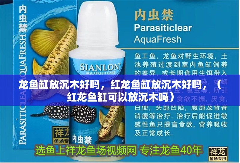 龍魚缸放沉木好嗎，紅龍魚缸放沉木好嗎，（紅龍魚缸可以放沉木嗎）