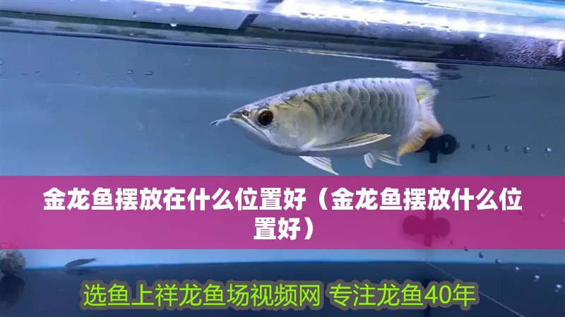 金龍魚擺放在什么位置好（金龍魚擺放什么位置好） 金龍魚擺放在什么位置好（金龍魚擺放什么位置好） 觀賞魚百科