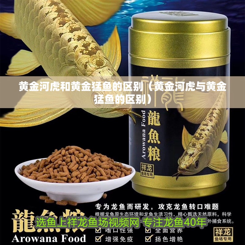 黃金河虎和黃金猛魚的區(qū)別（黃金河虎與黃金猛魚的區(qū)別）
