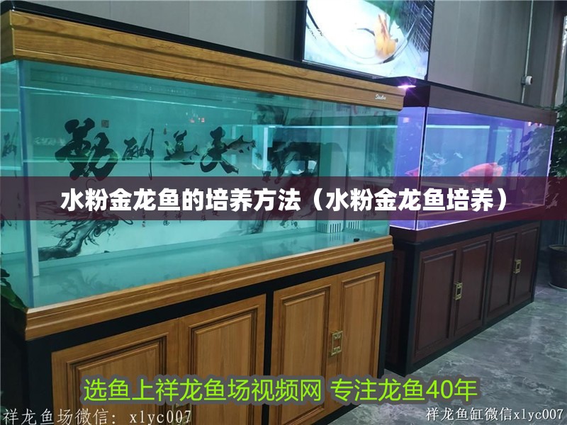 水粉金龍魚的培養(yǎng)方法（水粉金龍魚培養(yǎng)）