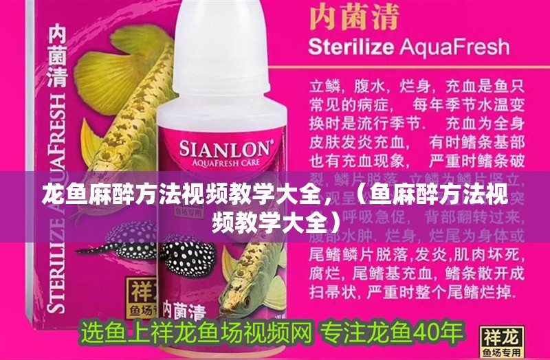 龍魚麻醉方法視頻教學大全，（魚麻醉方法視頻教學大全） 龍魚麻醉方法視頻教學大全，（魚麻醉方法視頻教學大全） 觀賞魚百科 第2張