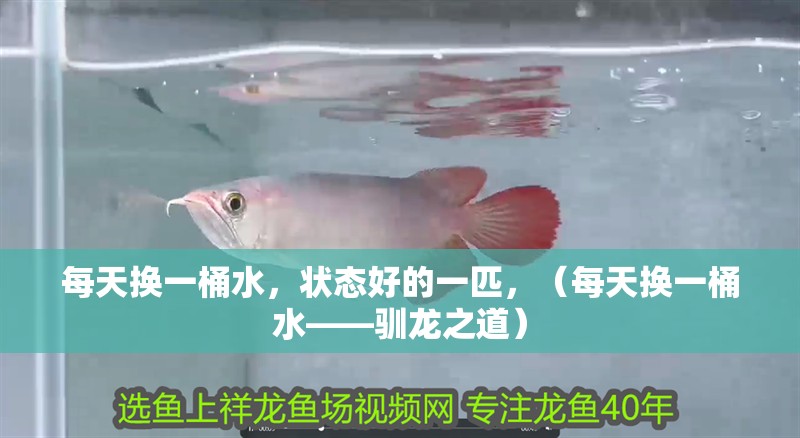 每天換一桶水，狀態好的一匹，（每天換一桶水——馴龍之道）