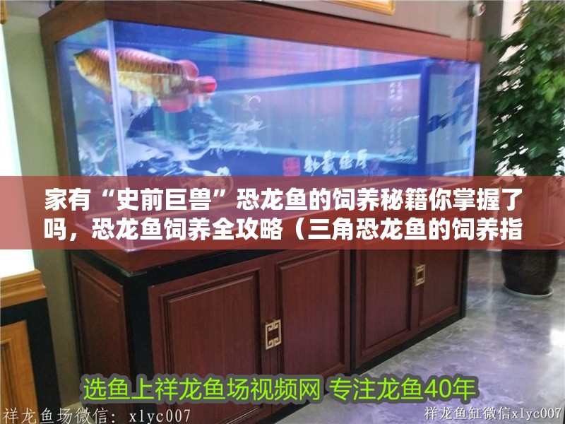 家有“史前巨獸”恐龍魚的飼養秘籍你掌握了嗎，恐龍魚飼養全攻略（三角恐龍魚的飼養指南）