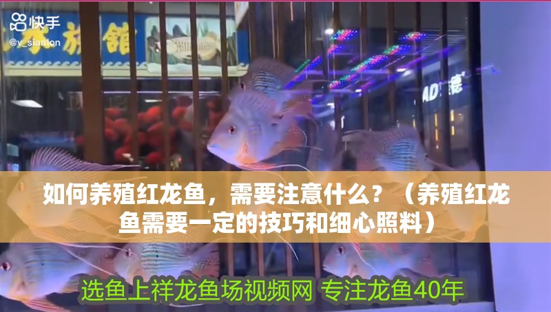 如何養殖紅龍魚，需要注意什么？（養殖紅龍魚需要一定的技巧和細心照料）