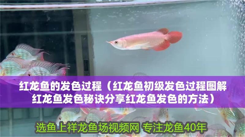 紅龍魚(yú)的發(fā)色過(guò)程（紅龍魚(yú)初級(jí)發(fā)色過(guò)程圖解紅龍魚(yú)發(fā)色秘訣分享紅龍魚(yú)發(fā)色的方法）
