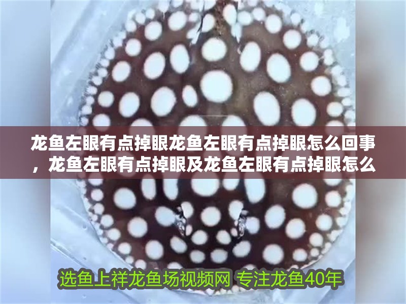 龍魚左眼有點掉眼龍魚左眼有點掉眼怎么回事，龍魚左眼有點掉眼及龍魚左眼有點掉眼怎么回事龍魚眼睛問題預防 龍魚左眼有點掉眼龍魚左眼有點掉眼怎么回事，龍魚左眼有點掉眼及龍魚左眼有點掉眼怎么回事龍魚眼睛問題預防 觀賞魚百科