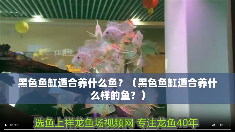 黑色魚缸適合養(yǎng)什么魚？（黑色魚缸適合養(yǎng)什么樣的魚？）