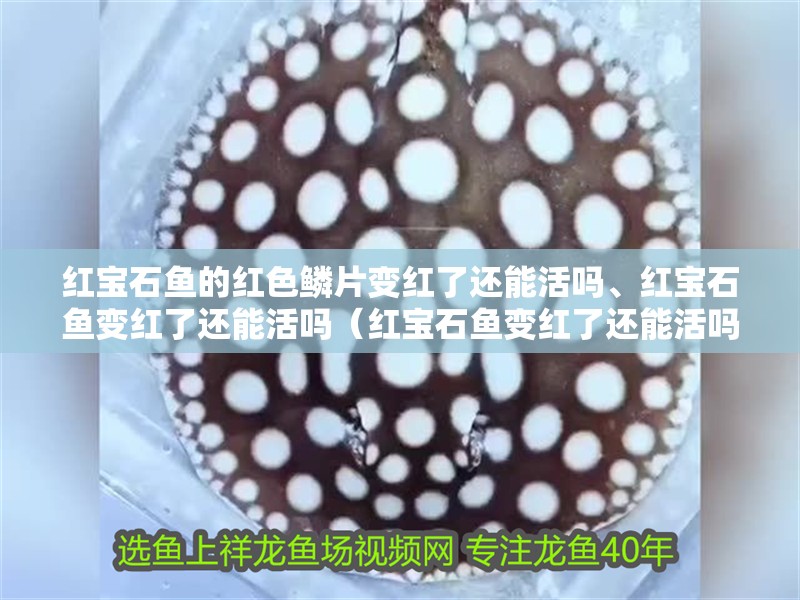 紅寶石魚的紅色鱗片變紅了還能活嗎、紅寶石魚變紅了還能活嗎（紅寶石魚變紅了還能活嗎）