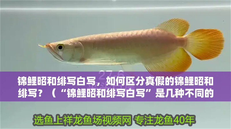 錦鯉昭和緋寫白寫，如何區(qū)分真假的錦鯉昭和緋寫？（“錦鯉昭和緋寫白寫”是幾種不同的錦鯉品種）