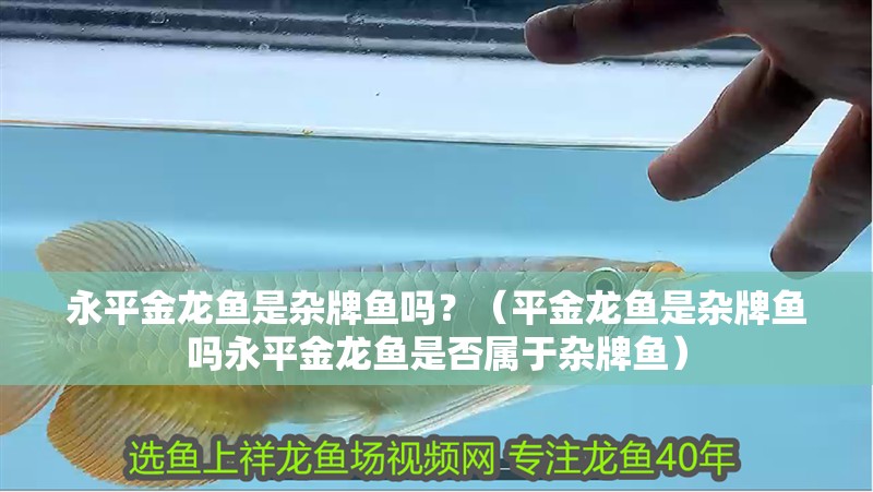 永平金龍魚是雜牌魚嗎？（平金龍魚是雜牌魚嗎永平金龍魚是否屬于雜牌魚）