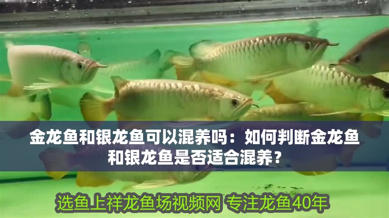 金龍魚和銀龍魚可以混養嗎：如何判斷金龍魚和銀龍魚是否適合混養？