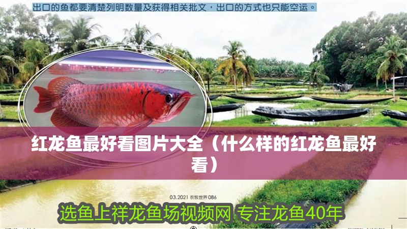 紅龍魚最好看圖片大全（什么樣的紅龍魚最好看）