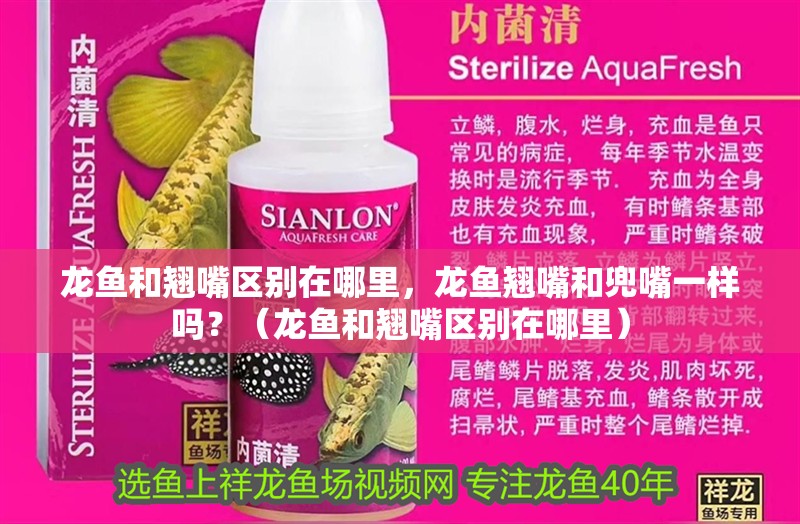 龍魚和翹嘴區別在哪里，龍魚翹嘴和兜嘴一樣嗎？（龍魚和翹嘴區別在哪里）