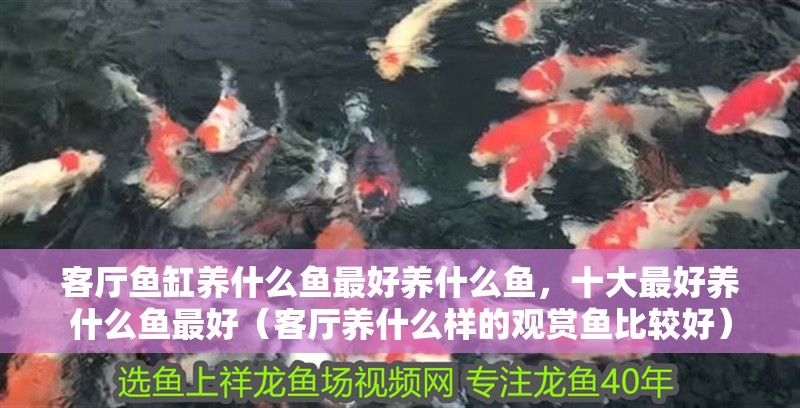 客廳魚缸養什么魚最好養什么魚，十大最好養什么魚最好（客廳養什么樣的觀賞魚比較好）