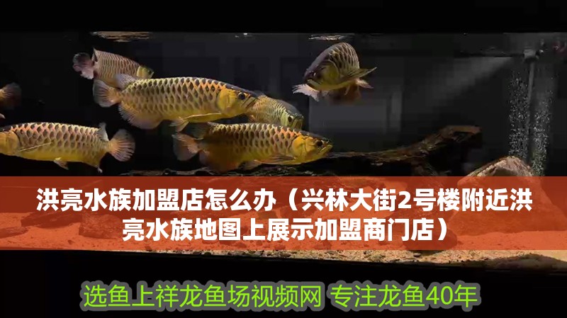 洪亮水族加盟店怎么辦（興林大街2號樓附近洪亮水族地圖上展示加盟商門店）