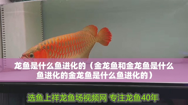 龍魚是什么魚進化的（金龍魚和金龍魚是什么魚進化的金龍魚是什么魚進化的）