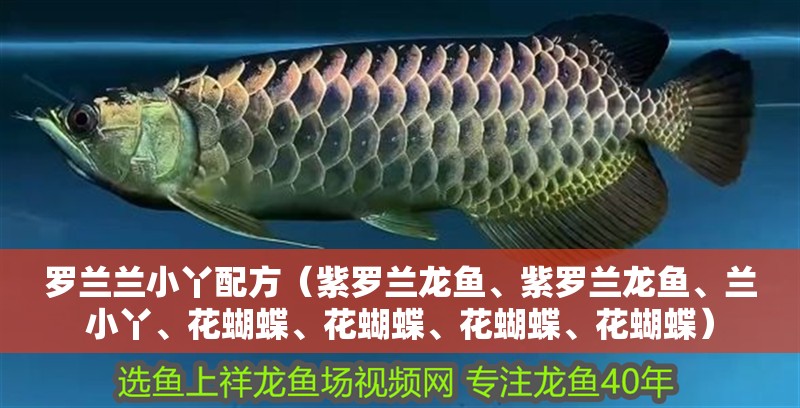 羅蘭蘭小丫配方（紫羅蘭龍魚、紫羅蘭龍魚、蘭小丫、花蝴蝶、花蝴蝶、花蝴蝶、花蝴蝶）