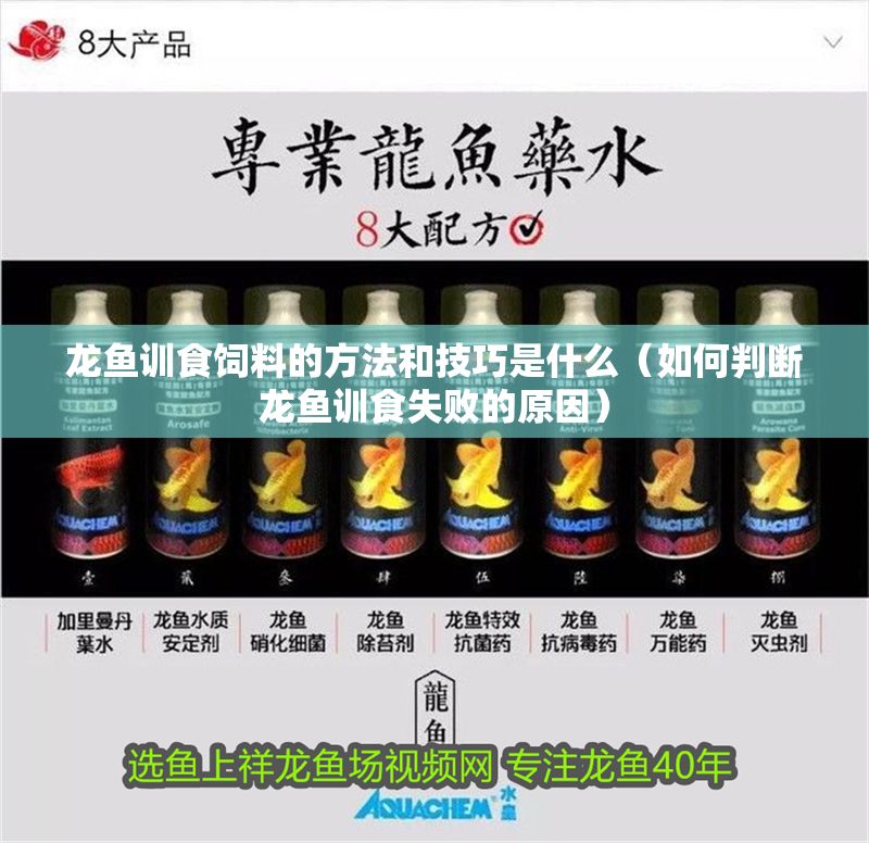 龍魚訓食飼料的方法和技巧是什么（如何判斷龍魚訓食失敗的原因）