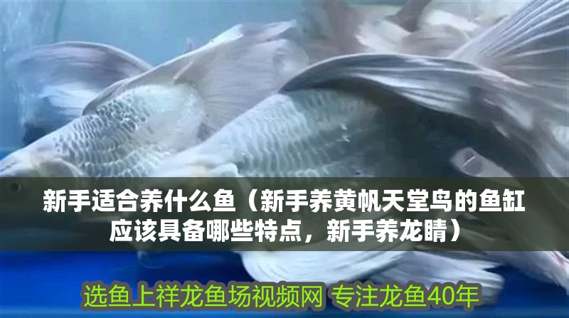 新手適合養(yǎng)什么魚（新手養(yǎng)黃帆天堂鳥的魚缸應(yīng)該具備哪些特點(diǎn)，新手養(yǎng)龍睛）