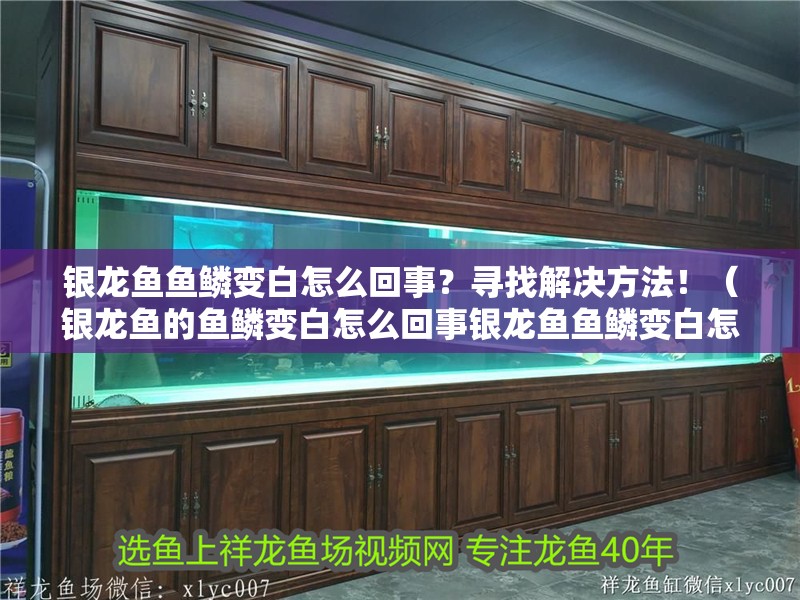 銀龍魚魚鱗變白怎么回事？尋找解決方法！（銀龍魚的魚鱗變白怎么回事銀龍魚魚鱗變白怎么回事）