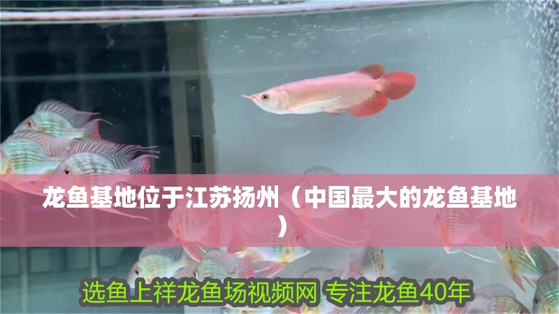 龍魚基地位于江蘇揚(yáng)州（中國(guó)最大的龍魚基地）