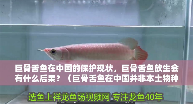 巨骨舌魚在中國的保護現(xiàn)狀，巨骨舌魚放生會有什么后果？（巨骨舌魚在中國并非本土物種，而是中國并非本土物種）